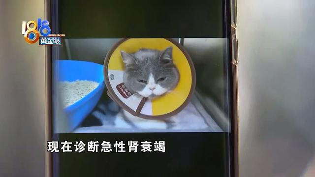 猫咪猫瘟症状表现有哪些(家养猫咪不打疫苗会怎样)