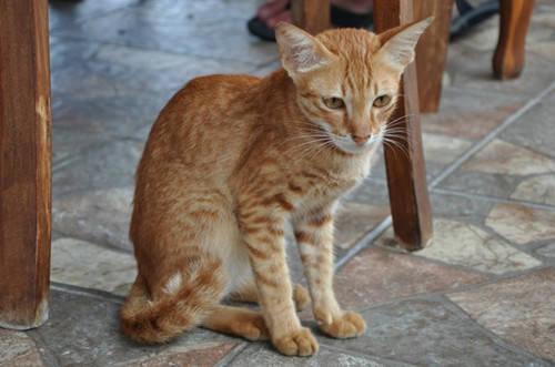 猫咪多大驱虫顺序及注意事项，猫咪肚子里有虫子什么症状表现