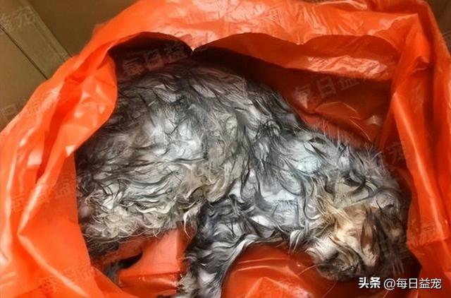 宠物猫吐血怎么回事（猫咪送宠物店洗澡应激死了）