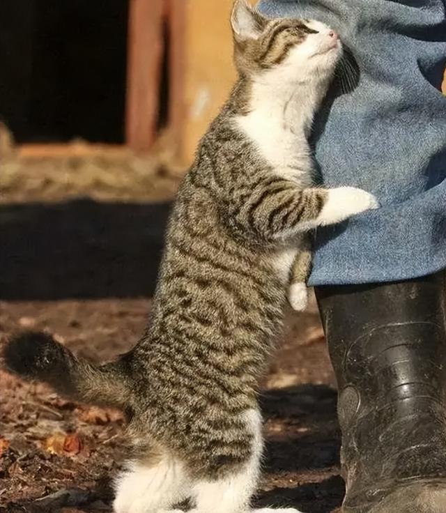 猫的背弓起来是说明什么(猫背拱起来什么意思)