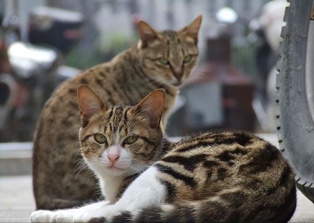 狸花猫的优点与缺点是什么（纯种长毛狸花猫价格多少钱一只）