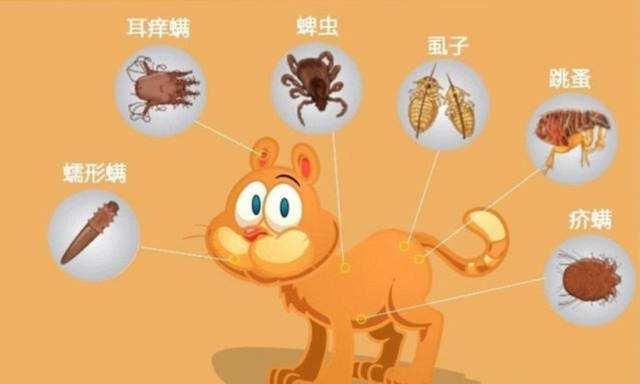 猫咪体内驱虫多久一次合适，天气突然变冷对猫咪的影响