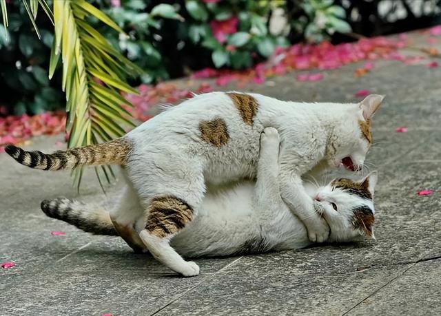 流浪猫其实并不可怜(宠物猫变成流浪猫会怎样)