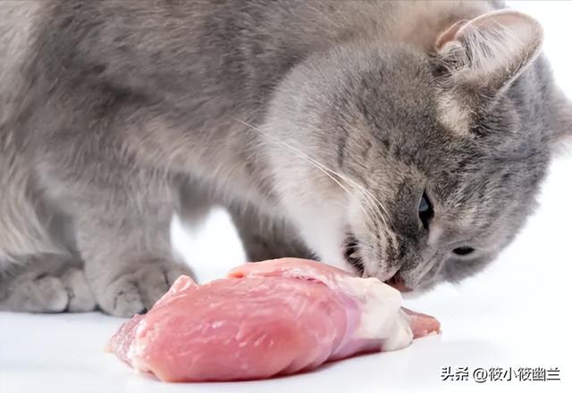 猫咪除了吃猫粮还能吃什么东西好（什么食物可以代替猫粮给猫吃）