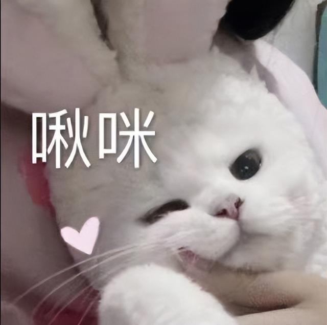 抓猫最好的方法是什么流浪猫,让猫喜欢你的小秘诀有哪些