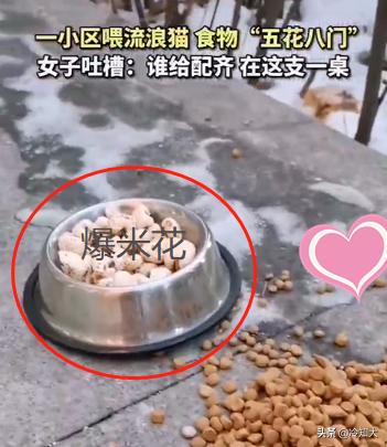 喂流浪猫吃什么食物比较好(喂流浪猫是积德行善吗)