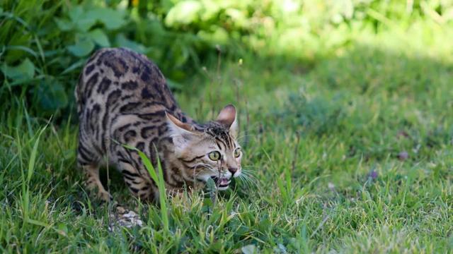 猫怕水吗会游泳吗为什么,猫怕洗澡是恐水吗