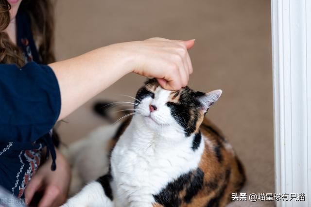 猫咪不粘人怎么办小妙招，怎么教出一只粘人的猫