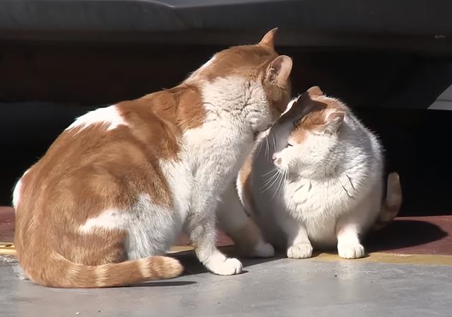 流浪猫吃什么食物除了猫粮（流浪猫可怜吗其实不可怜）