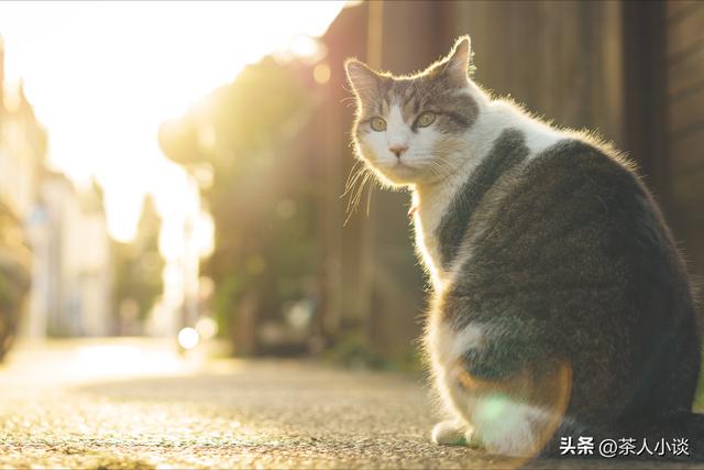 别人家养的猫进家门预示着什么（猫来穷狗来富真正的意义是什么）