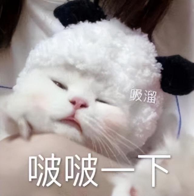 抓猫最好的方法是什么流浪猫,让猫喜欢你的小秘诀有哪些