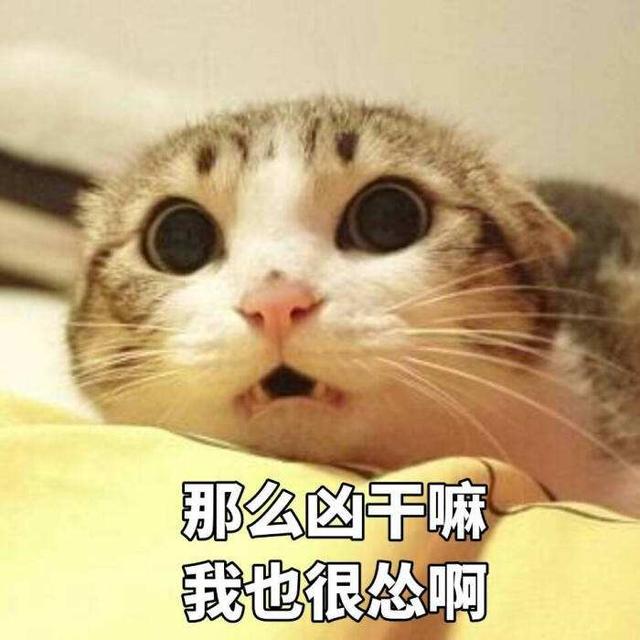 斯芬克斯无毛猫为什么难养，不建议养的6种猫品种