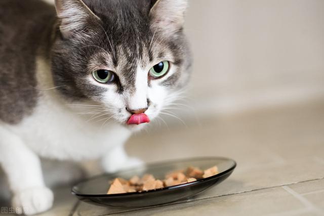 猫换粮拉稀会自愈吗很臭但精神很好,一个月的小猫拉肚子怎么办