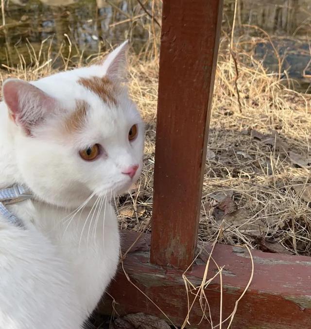 猫吃猫粮后呕吐怎么办吃什么,猫口臭怎么治疗方法