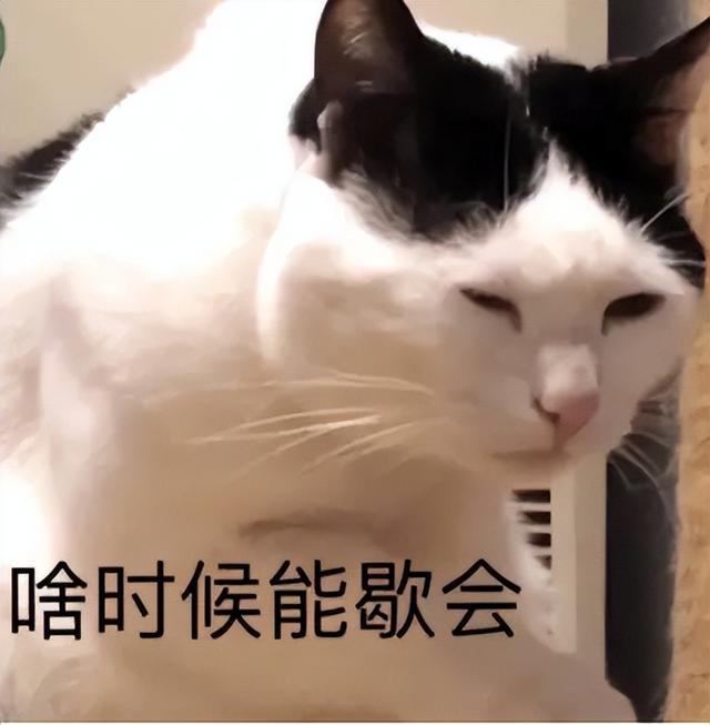 布偶猫发腮是什么意思(猫发腮吃什么?_养猫指南)