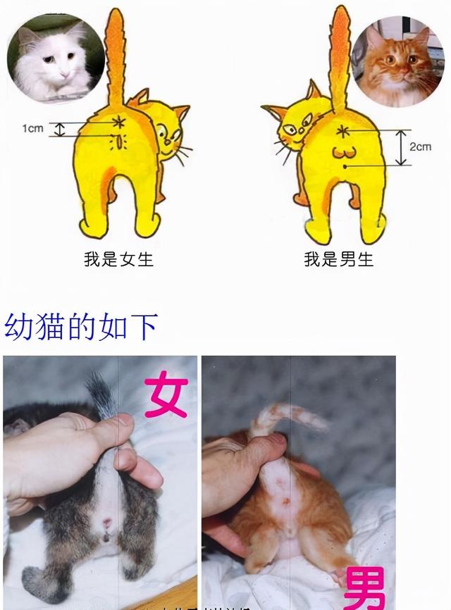 公猫几个月会发情吗，美短虎斑公猫发情表现