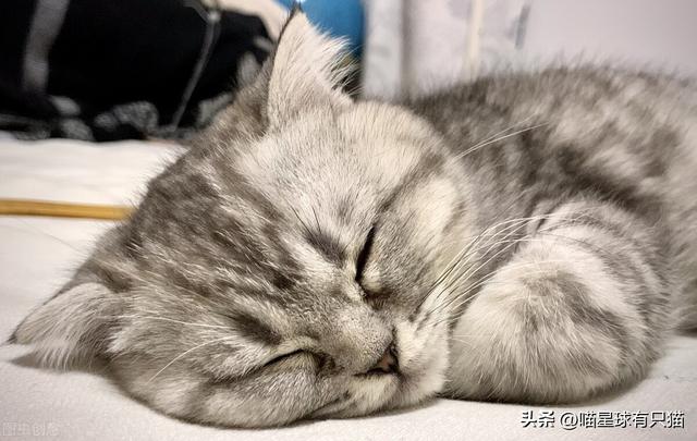 猫咪不粘人怎么办小妙招，怎么教出一只粘人的猫