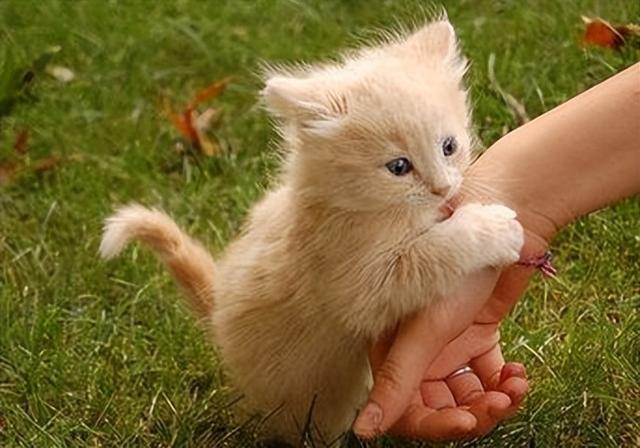 小猫喜欢咬人手是什么原因引起的,如何训练幼猫不咬人的方法