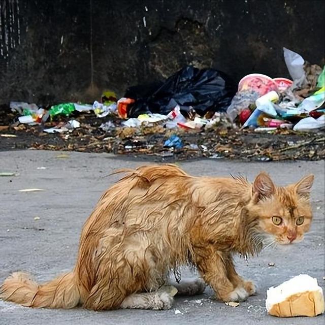 流浪猫其实并不可怜(宠物猫变成流浪猫会怎样)