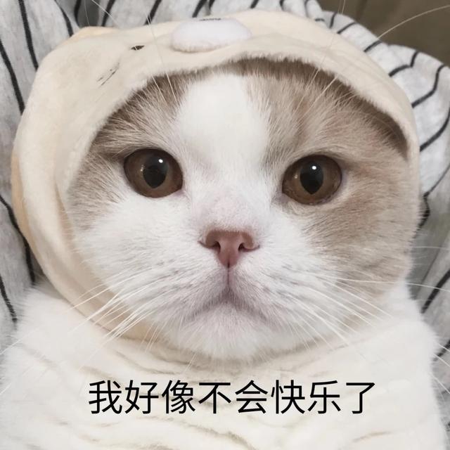 猫咪蹭人是什么意思（猫为什么喜欢看人上厕所）