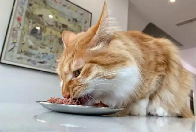 自制猫粮需要诱食剂嘛为什么（猫粮有诱食剂好不好）