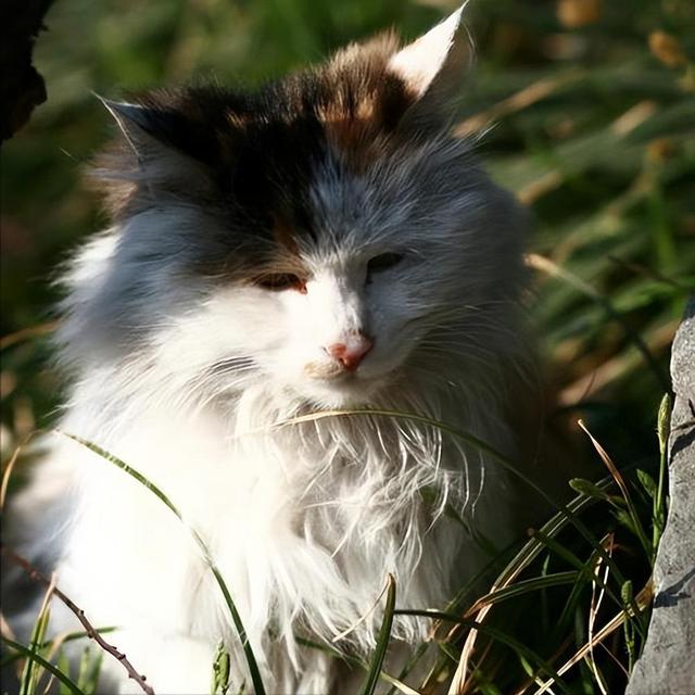 流浪猫其实并不可怜(宠物猫变成流浪猫会怎样)