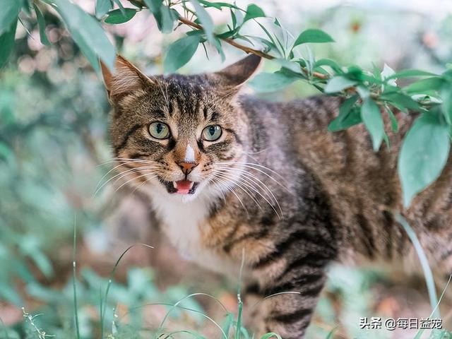 橘猫和狸花猫是一个品种吗（橘猫救狸花猫的故事）