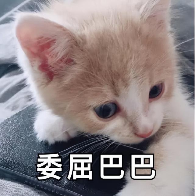 猫瘟吐和正常吐的区别是什么（猫咪的这些9个异常行为一定要注意!）