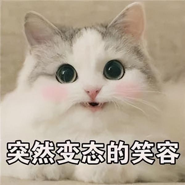 宠物猫可以活多久?猫的寿命有多长?（猫咪寿命榜单排名表）