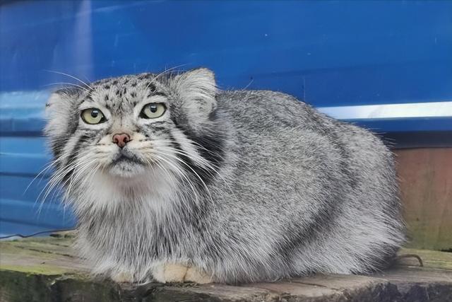 美英短三花猫是什么品种（长毛奶牛猫的性格特点是什么）