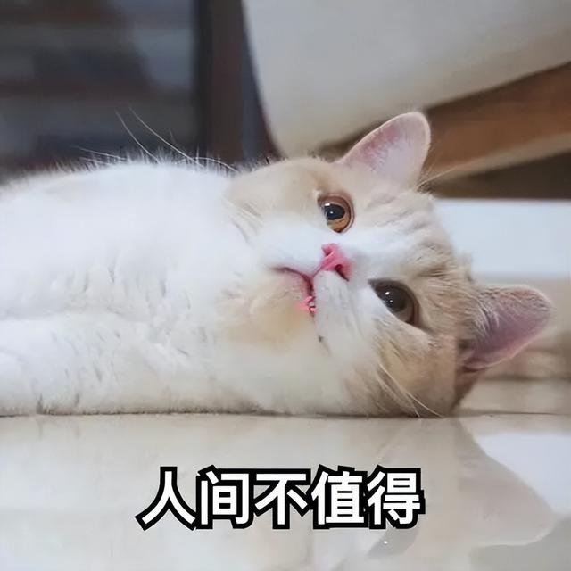 小猫吃盐吃多了会怎么样(关于猫咪的谣言有哪些)