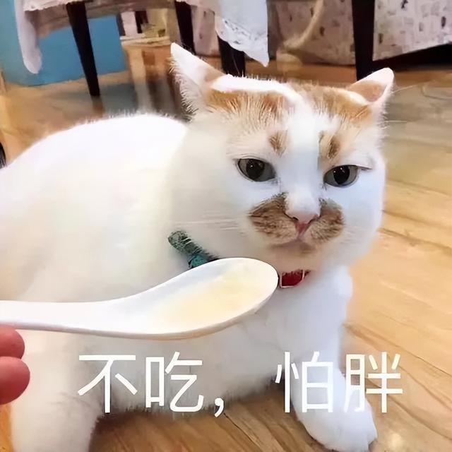 宠物猫能吃米饭吗为什么，流浪猫可以吃剩饭剩菜吗