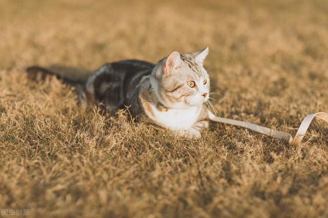 治疗猫瘟的土方法有哪些,猫鼻支怎么治能除根