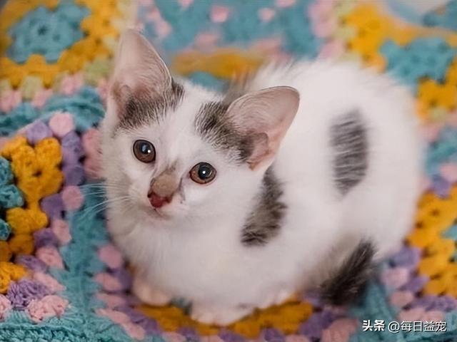 猫的耳朵的形状和特点是什么，四个耳朵的猫是什么猫品种