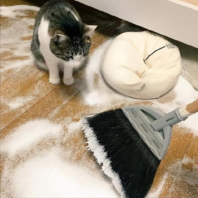 长期挨打的猫会怎样,猫会屈服于暴力吗为什么