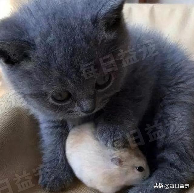 宠物猫会吃仓鼠吗为什么(猫咪可以和仓鼠一起养吗)