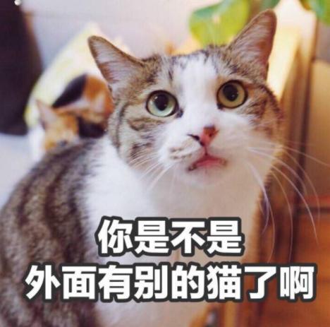 猫咪趴在主人胸口睡觉为什么(猫咪主动跑到我怀里睡觉什么意思)