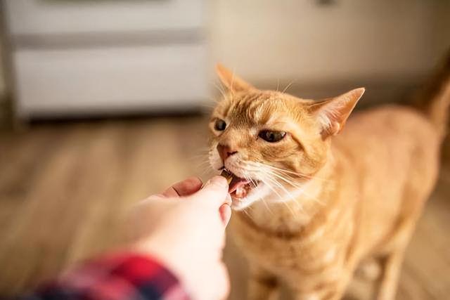 猫咪不吃猫粮怎么办只吃零食可以吗（猫吃零食危害有哪些表现症状）