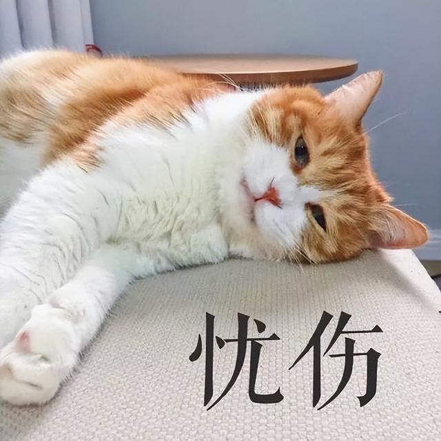 猫瘟吐和正常吐的区别是什么（猫咪的这些9个异常行为一定要注意!）