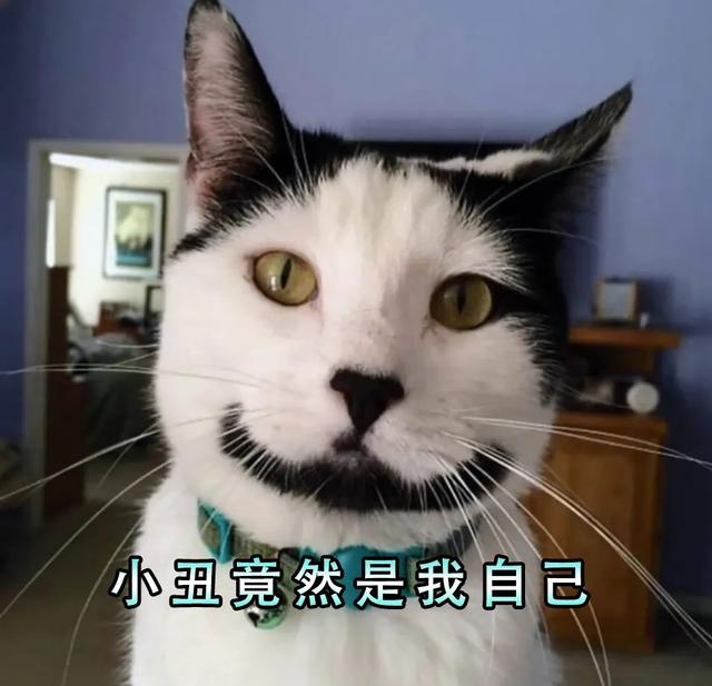 长毛奶牛猫千万不能养为什么,奶牛猫可以养吗 有说法吗