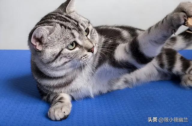 猫吃生肉好吗会胖吗,猫吃生肉的好处和坏处有哪些