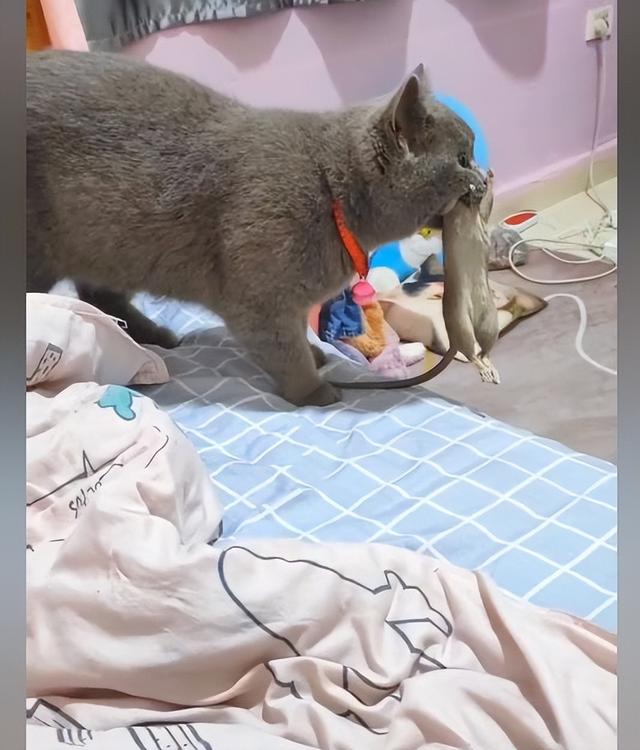 折耳蓝猫的性格跟特点怎么样（蓝猫捕鼠能力怎么样）