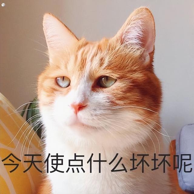 长期挨打的猫会怎样,猫会屈服于暴力吗为什么