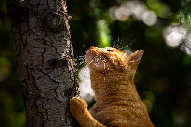 为什么橘猫那么容易胖起来(十个橘猫九个胖,还有一个压塌炕)