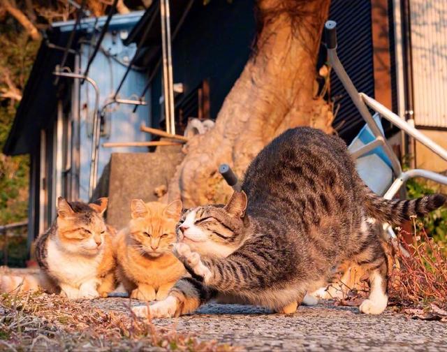 怎么确认猫咪得了猫癣,猫咪刚得猫癣的症状有哪些