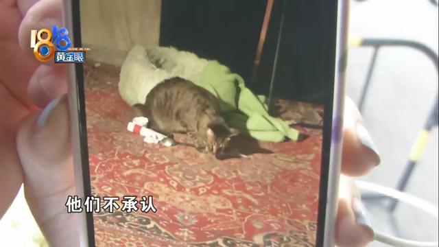 猫咪为什么会得猫瘟病毒（猫是怎么感染上猫瘟的）