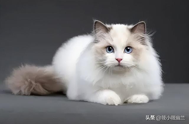 猫咪吃鸡蛋可以吃蛋白吗，猫对蛋白质的吸收率是多少