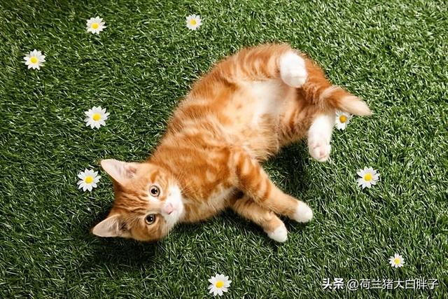 猫咪肠炎是什么原因引起的，猫咪肠胃炎的症状表现有哪些