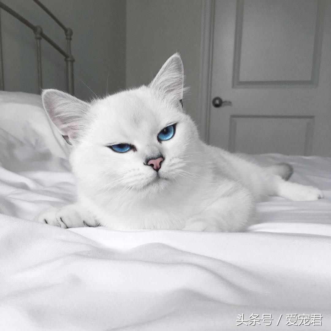 西表山猫是什么,灭绝了吗,为什么这么珍贵？（值得收藏的小百科）