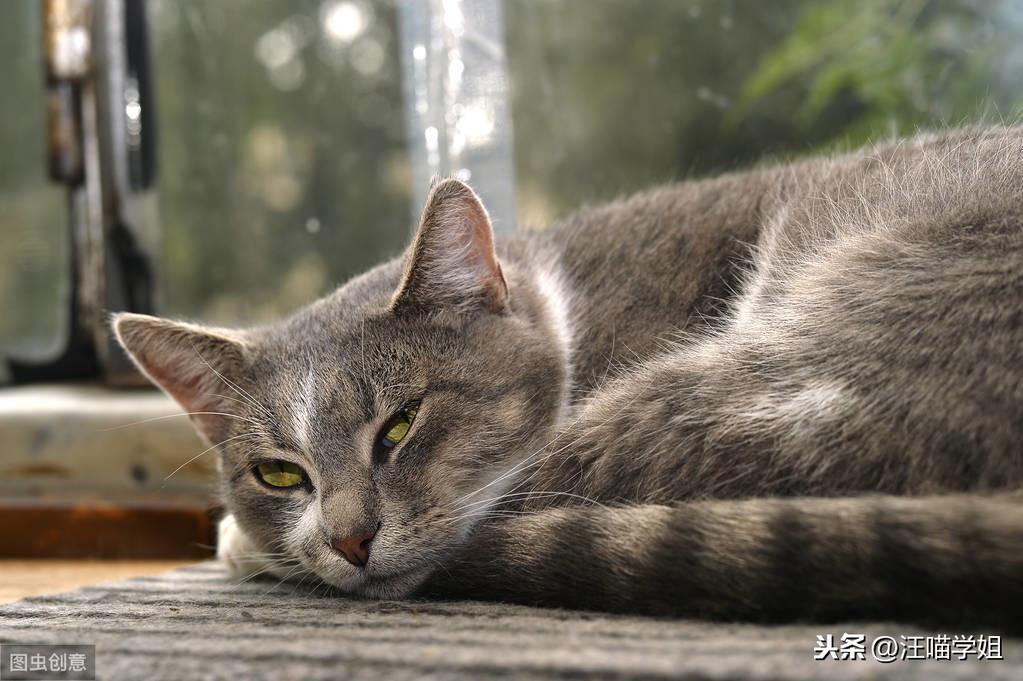 猫腹水吃什么药排腹水,猫腹水什么引起的(帮助猫咪缓解腹水引起的不适)